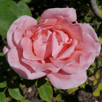 Rose Plants, Hybrid Tea 'Blessings', Full Plants In Five Litre Pots, 4 of 4