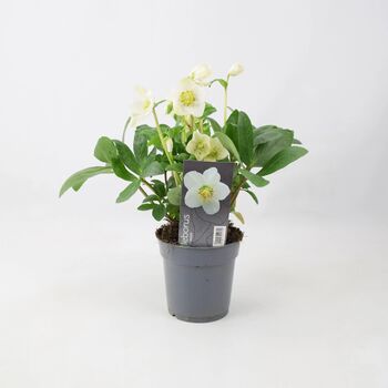 Helleborus Christmas Carol – Winter Garden Perennial, 2 of 2