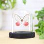 Blushing Phantom Butterfly Moth Insect Bug Entomology Taxidermy Bell Jar, thumbnail 1 of 4