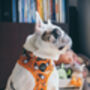 Trick Or Treat Harry Halloween Dog Harness, thumbnail 8 of 10