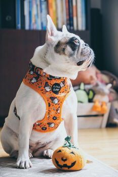 Trick Or Treat Harry Halloween Dog Harness, 8 of 10