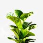 'Ficus Lyrata' Two Stem Fiddle Leaf Fig Houseplant, thumbnail 1 of 5