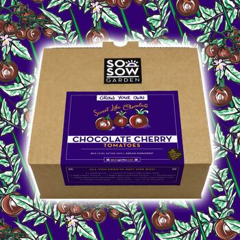 Chocolate Cherry Tomato Grow Your Own Kit, 4 of 8