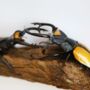 Male Male Competition In Lacordairei Stag Beetles Insect Bug Moth Butterfly Box Frame Entomology Taxidermy Interior Design Modern Home Decor Wall Hanging Display Gift Ornament, thumbnail 3 of 5