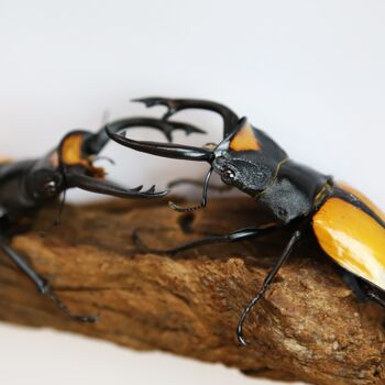 Male Male Competition In Lacordairei Stag Beetles Insect Bug Moth Butterfly Box Frame Entomology Taxidermy Interior Design Modern Home Decor Wall Hanging Display Gift Ornament, 3 of 5