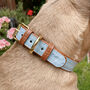 Handmade Italian Leather Padded Blue Brown Dog Collar, thumbnail 1 of 8