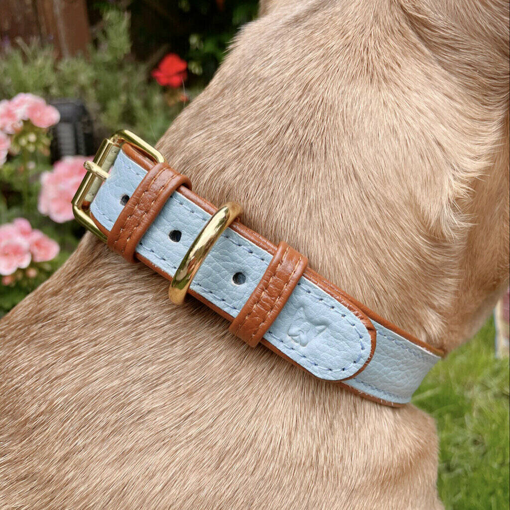 Handmade Italian Leather Padded Blue Brown Dog Collar, 1 of 8