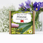Grow Your Own Mimosa Sensitive Plant Growing Kit, thumbnail 1 of 5