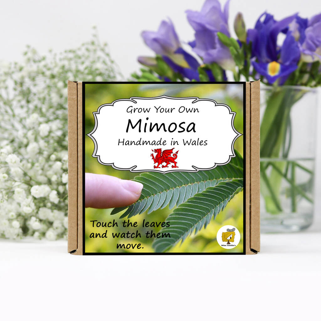 Grow Your Own Mimosa Sensitive Plant Growing Kit, 1 of 5