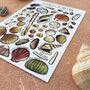 Seashells Of Britain Illustrated Postcard, thumbnail 6 of 10