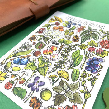 Foraging Plants Of Britain Watercolour Postcard, 7 of 10