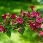Weigela Plant 'Moulin Rouge', thumbnail 2 of 4