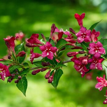 Weigela Plant 'Moulin Rouge', 2 of 4
