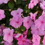 Grow Your Own Pink Bedding Flowers Gift Set, thumbnail 4 of 8
