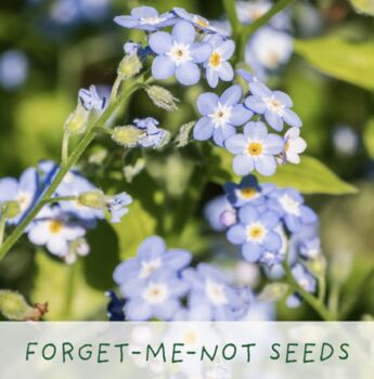 Just Married. Flowers Of Love Growing Kit, 5 of 6