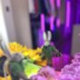 Handmade Felt Billy Bumblebee Hare Hanging Decoration, thumbnail 3 of 3
