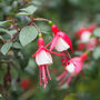 Fuchsia 'Pink + White Bicolour' One Litre Pot, thumbnail 4 of 5