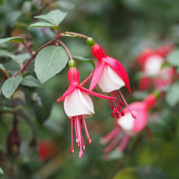Fuchsia 'Pink + White Bicolour' One Litre Pot, 4 of 5