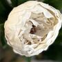 Real Feel Faux Peony Off White Stem, thumbnail 2 of 5