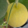 Melon Plant 'Ogen' One X Full Plant In A 9cm Pot, thumbnail 4 of 4