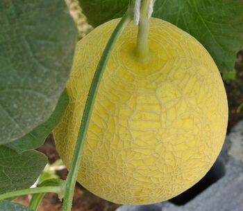 Melon Plant 'Ogen' One X Full Plant In A 9cm Pot, 4 of 4