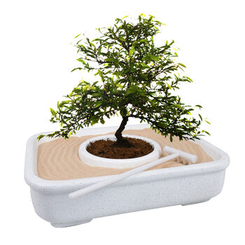 The Art Of Bonsai Grow Your Own Kit, 2 of 3