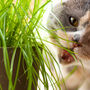 Gardening Gift. Grow Your Own Cat Grass Seeds Kit, thumbnail 3 of 6