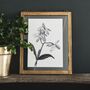 'Cattleya' Vintage Botanical Illustration Print, thumbnail 2 of 4
