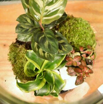 Large Diy Terrarium Kit With Three Plants Plant Gift, 3 of 10