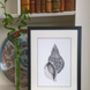 Framed Limited Edition Triton Shell Giclee Print, thumbnail 5 of 7