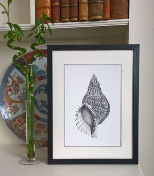 Framed Limited Edition Triton Shell Giclee Print, 5 of 7