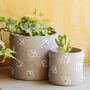 Queen Bee Planter With A Succulent Or Cacti, thumbnail 1 of 3