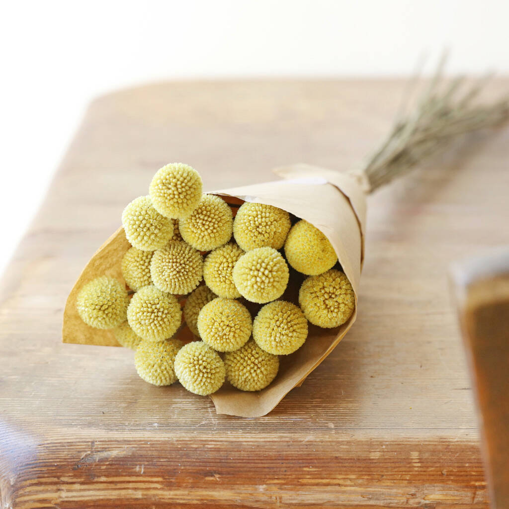 Preserved Natural 'billy Buttons' Craspedia Flowers By