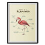 Anatomy Of A Flamingo Art Print By Sophie Corrigan, thumbnail 2 of 4
