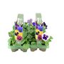 Mixed Pansy Plants – 12 Garden Ready Bedding Plants, thumbnail 1 of 3