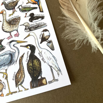 Water Birds Of Britain Watercolour Postcard, 9 of 12