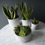 Sunburst Concrete Pot Collection, thumbnail 3 of 3