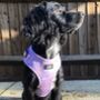 Dog Harness | Rainbows And Butterflies, thumbnail 7 of 8
