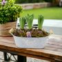 Fragrant Potted Hyacinth Trough – 3 Set, thumbnail 7 of 7
