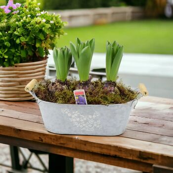 Fragrant Potted Hyacinth Trough – 3 Set, 7 of 7
