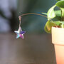 Star Suncatcher, Plant Gift, thumbnail 5 of 5