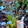 Let Love Grow Gift With Forget Me Not Seeds, thumbnail 4 of 4