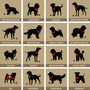 Personalised Cat And Dog Breed Print For Two Pets, thumbnail 10 of 12