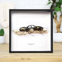 Male Male Competition In Atlas Beetles Insect Bug Moth Butterfly Box Frame Entomology Taxidermy Interior Design Modern Home Decor Wall Hanging Display Gift Ornament, thumbnail 1 of 3