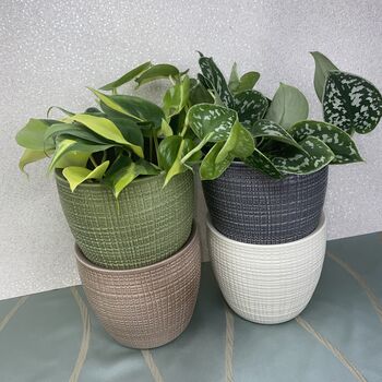 Ceramic Planter And Plant, Perfect Wedding Gift, 7 of 12