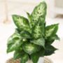 Houseplant Dieffenbachia Compacta 13cm Pot, thumbnail 1 of 3