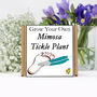 Gardening Gift For Her. Grow Your Own Sensitive Plant, thumbnail 2 of 4