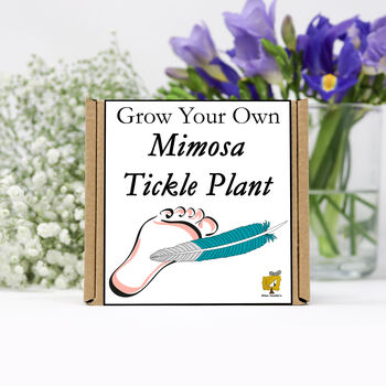 Gardening Gift For Her. Grow Your Own Sensitive Plant, 2 of 4