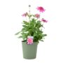 Dahlia Dalina Maxi Starburst Pink Pot3.2 L, thumbnail 1 of 5