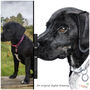 Personalised 'Rosie' Dog Christmas Card, thumbnail 5 of 7